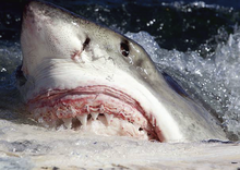 The Great White Shark vs. the Pit Bull ” The Showdown