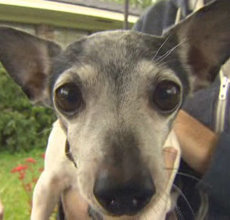 La Porte, Texas Policeman Closes Down Highway to Save Rat Terrier