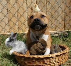 Boom the Staffy Bull Smiles with Chicks and Bunnies