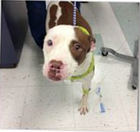 Virginia “Pit Bull” Takes Bullet for Owner during Burglary; Loses Leg