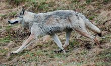 Lead, South Dakota to Redefine ‘Wolf Hybrid’ as Wild.  Problem?  All Domesticated Dogs are Technically Wolf Hybrids