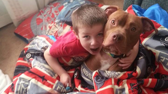 Minneapolis: Only Days after Being Adopted “Pit Bull” Saves Child from Low Blood Sugar